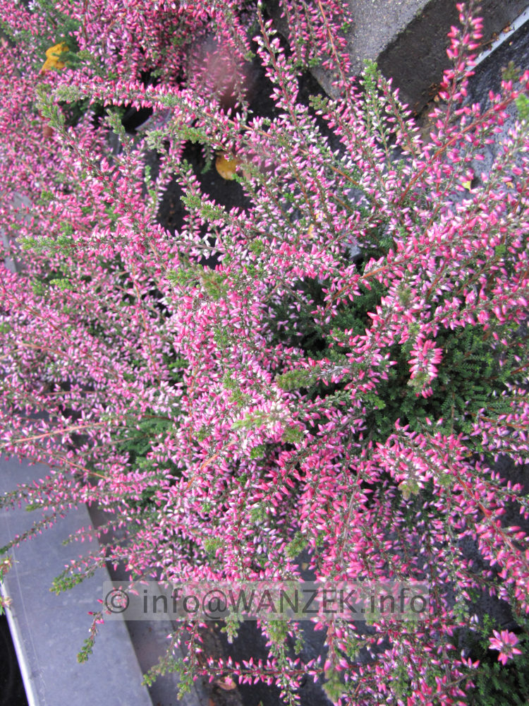 Calluna vulgaris Amethyst 04.JPG